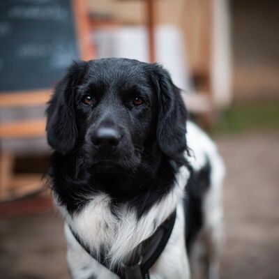 Hulp- of geleidehond